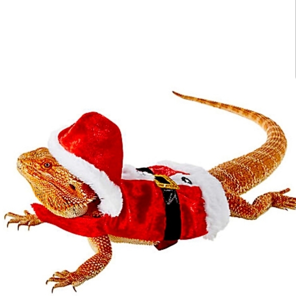 Bearded dragon Chistmas costume set - Picture 3 of 5